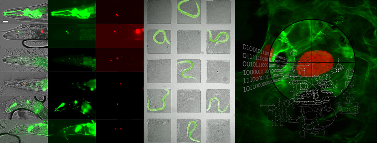 Titelbild: Institut für Zellbiologie