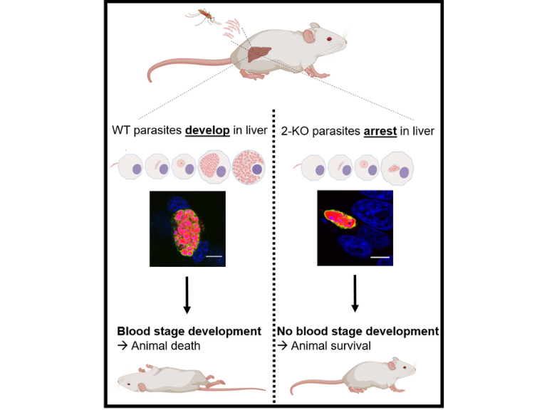 Visual Abstract