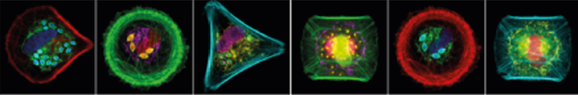 Micropatterns used to dictate cytoskletal arrangement in infected cells