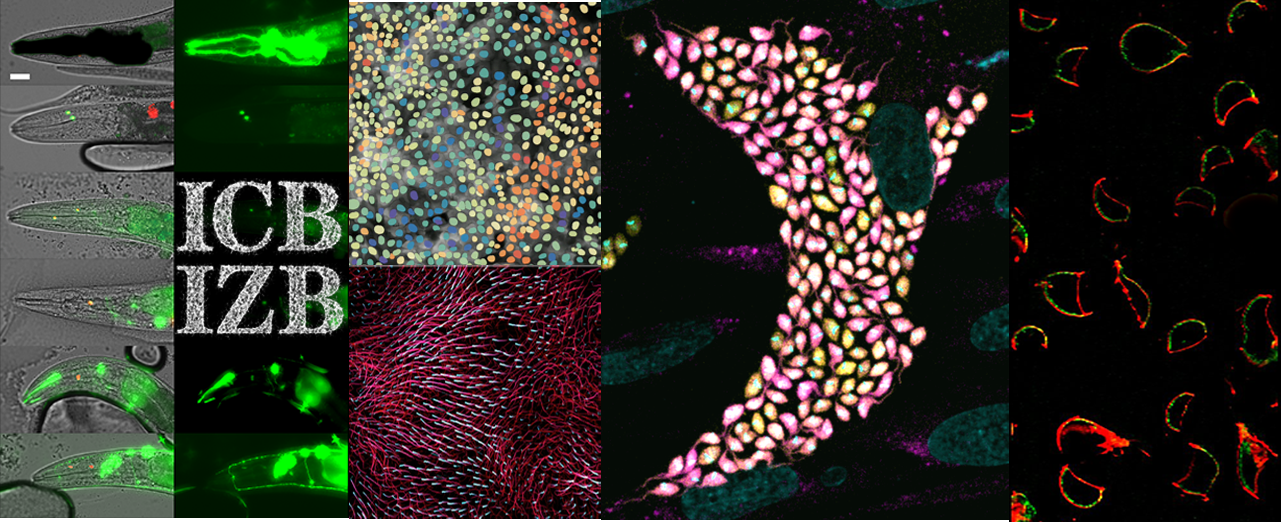 Titleimage: Institute of Cell Biology